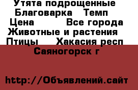 Утята подрощенные “Благоварка“,“Темп“ › Цена ­ 100 - Все города Животные и растения » Птицы   . Хакасия респ.,Саяногорск г.